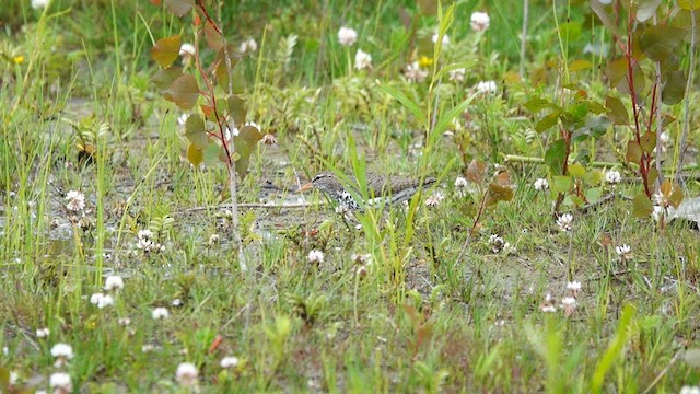 Spotted Sandpiper - ML584480251