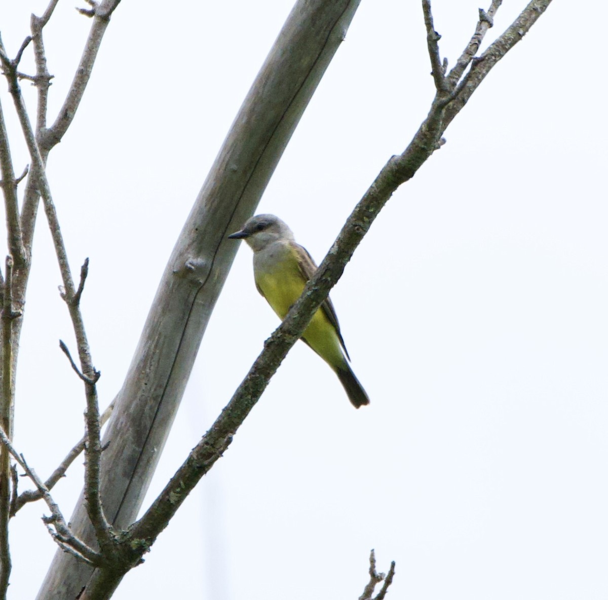 Western Kingbird - ML584480581