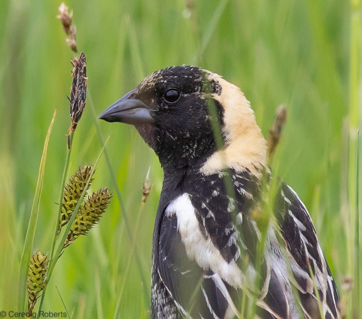 bobolink americký - ML584480781