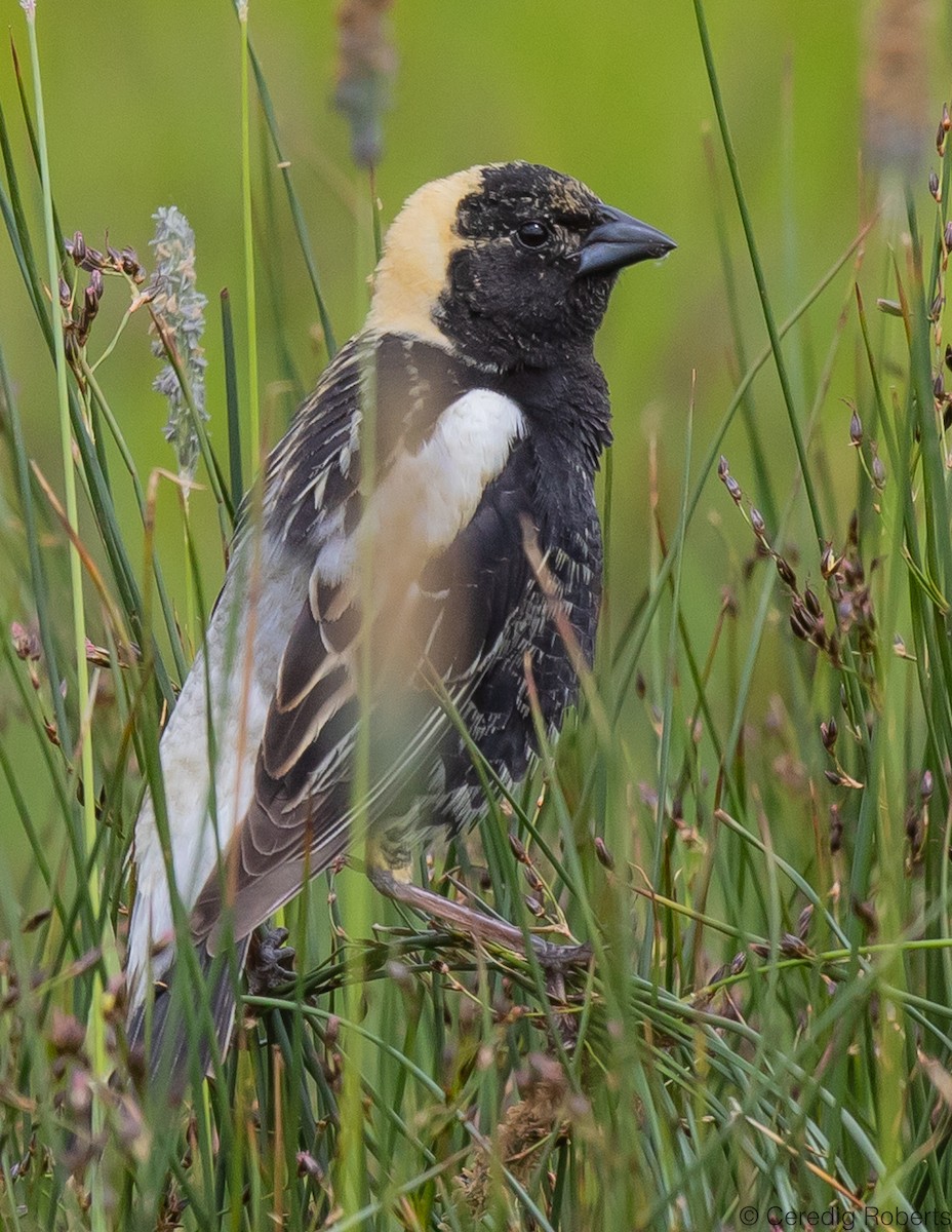 bobolink americký - ML584480791