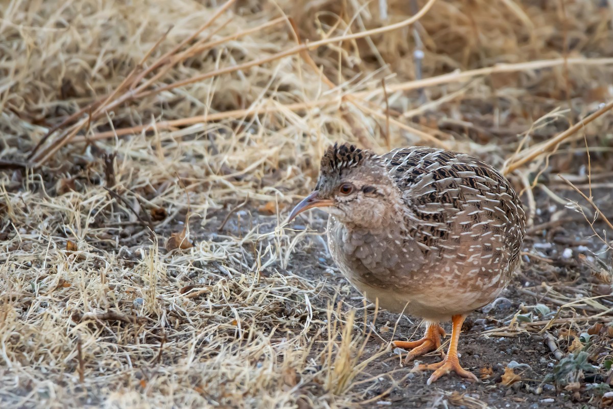 Andean Tinamou - ML584480961