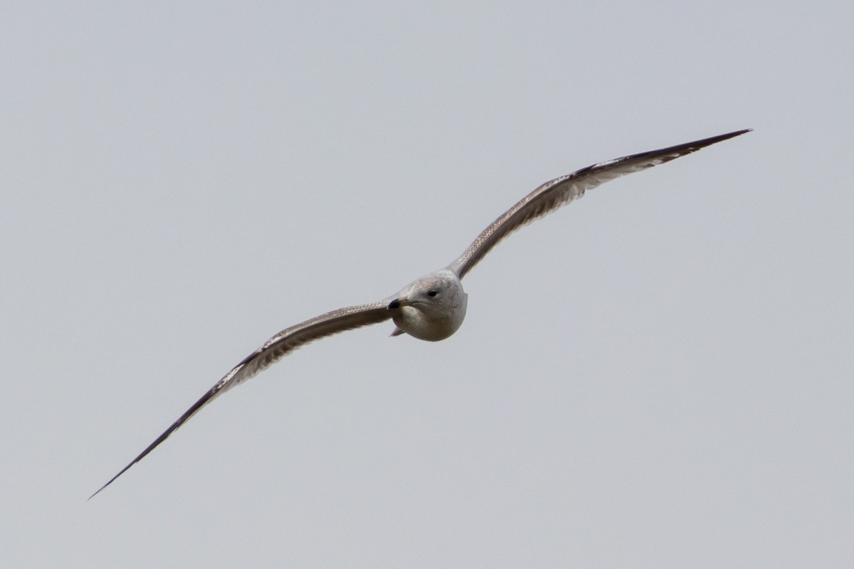 Ring-billed Gull - ML584481001