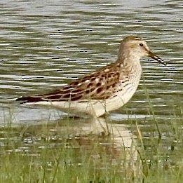 White-rumped Sandpiper - Lois Rockhill