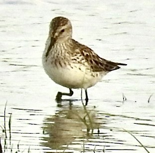 White-rumped Sandpiper - Lois Rockhill