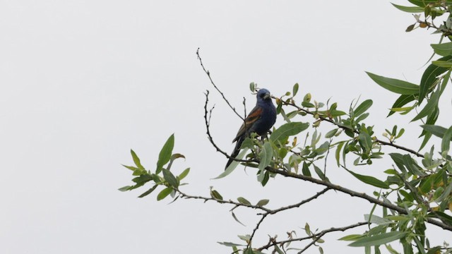 Guiraca bleu - ML584481511