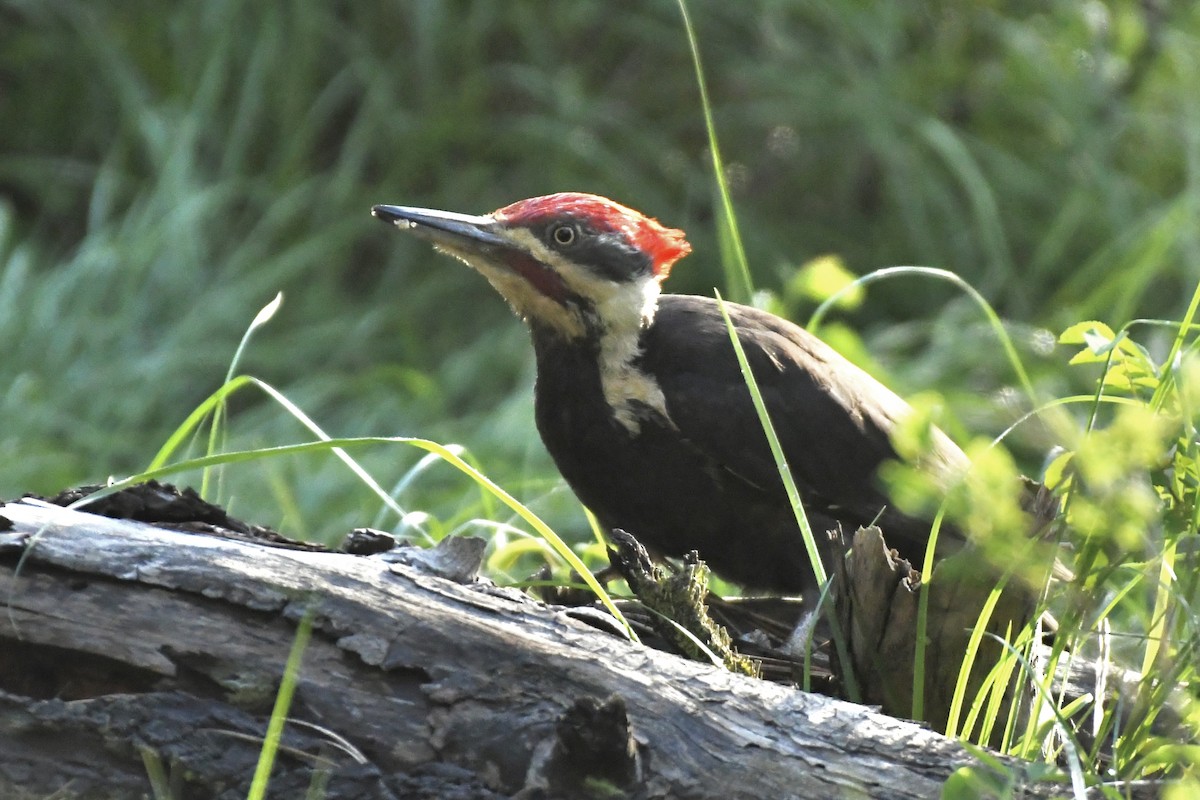 Pileated Woodpecker - ML584482161