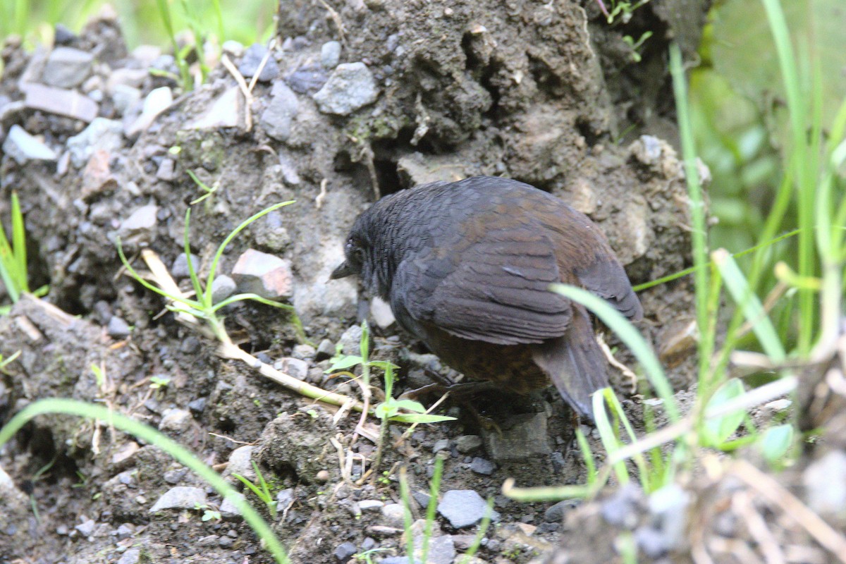 Blackish Tapaculo (Blackish) - ML584482541