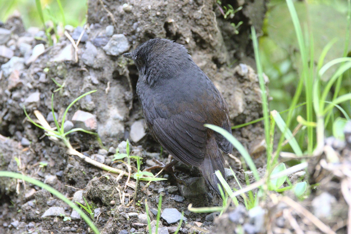 Blackish Tapaculo (Blackish) - ML584482551