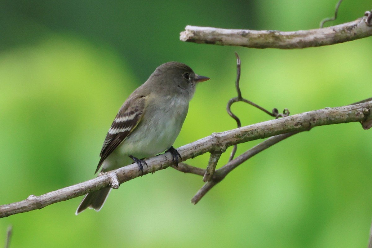 Willow Flycatcher - ML584482611