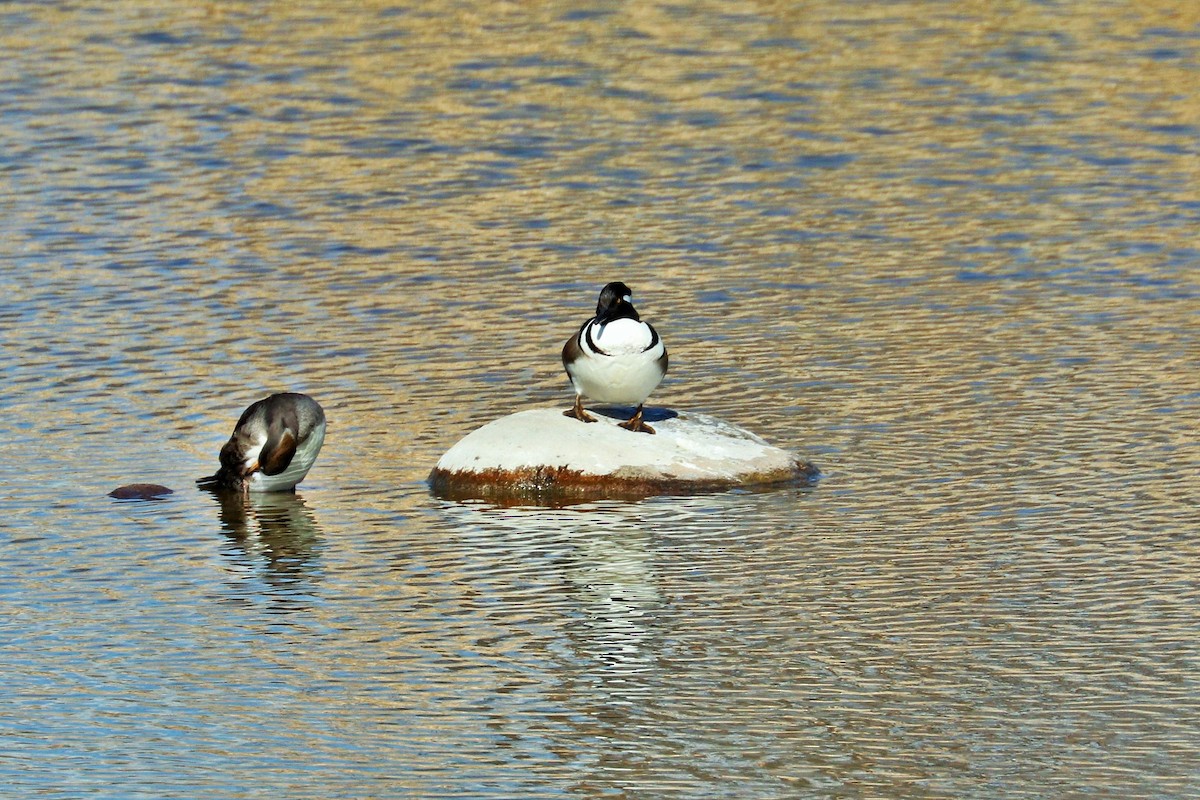 Hooded Merganser - ML584482941