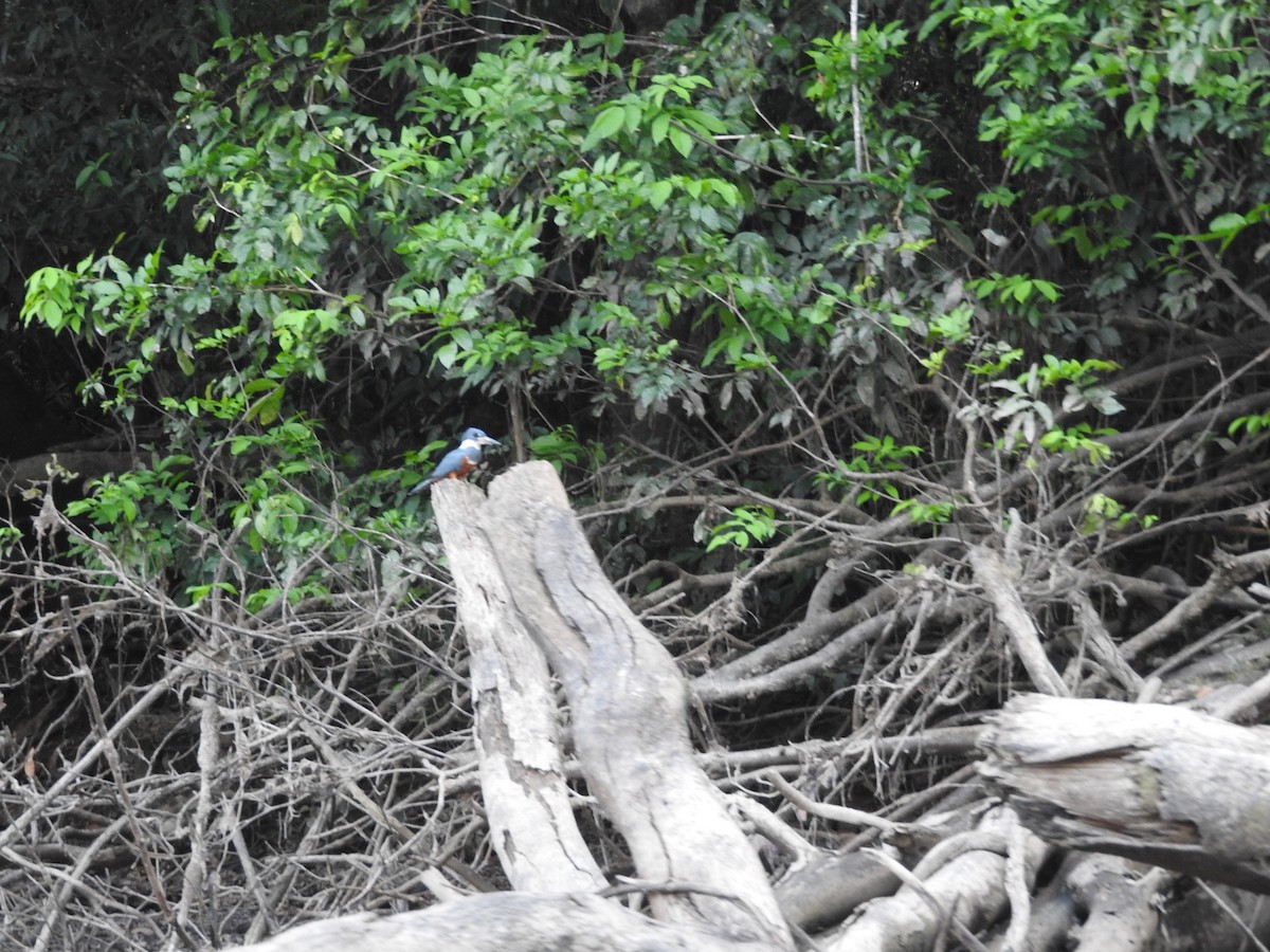 Ringed Kingfisher - Michelle Bélanger