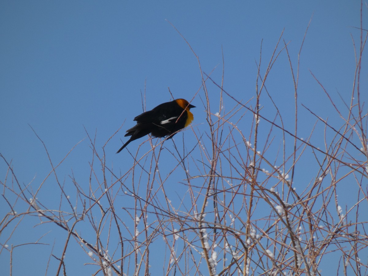 Yellow-headed Blackbird - ML584485101