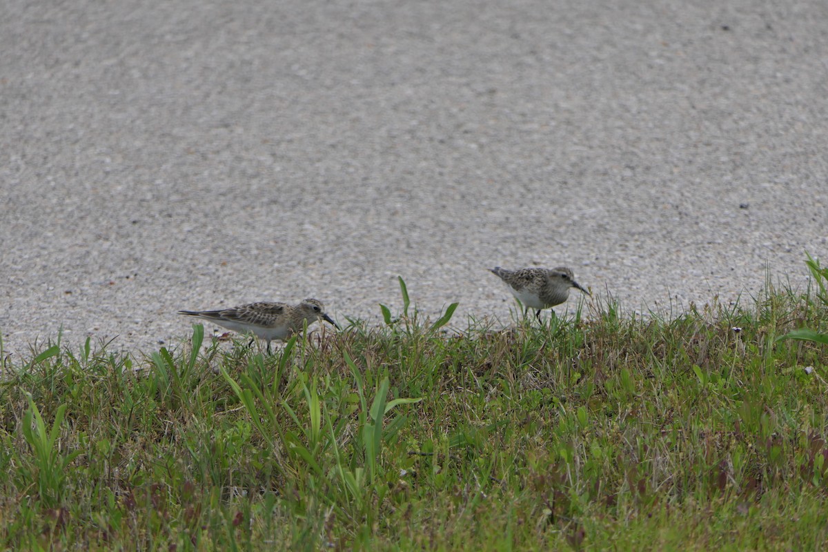 Baird's Sandpiper - ML584485921