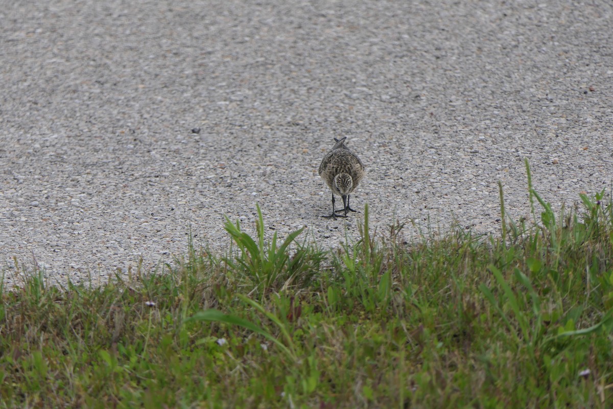 Baird's Sandpiper - Mark Brazzil