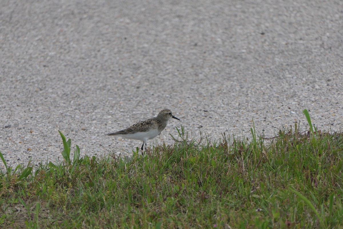 Baird's Sandpiper - Mark Brazzil