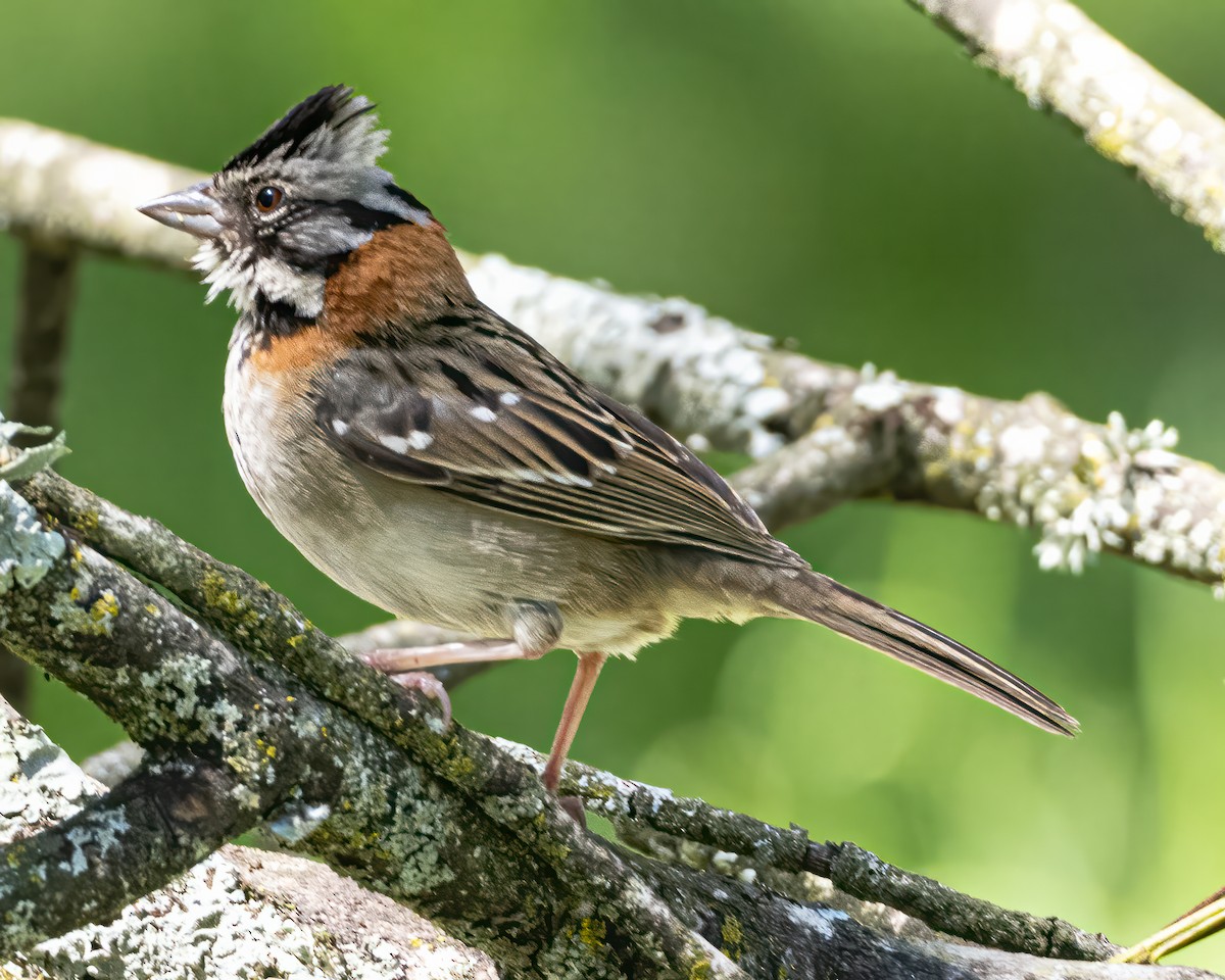 Rufous-collared Sparrow - ML584486271