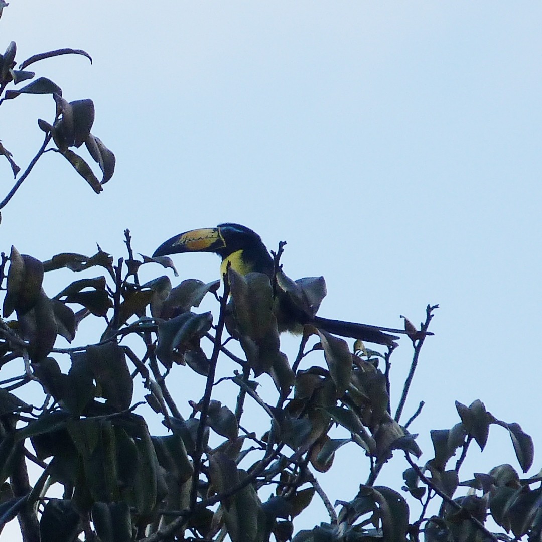 Lettered Aracari - José Clarindo Silva