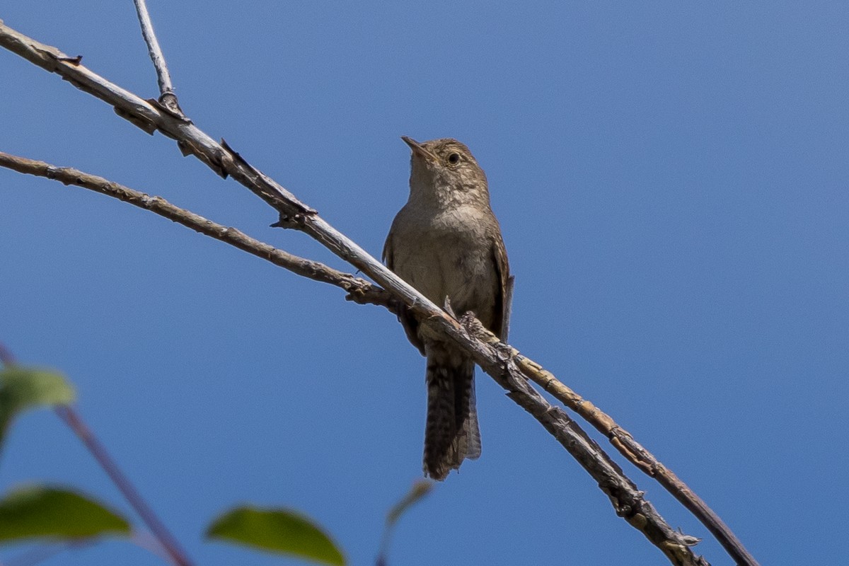 House Wren - ML584487631