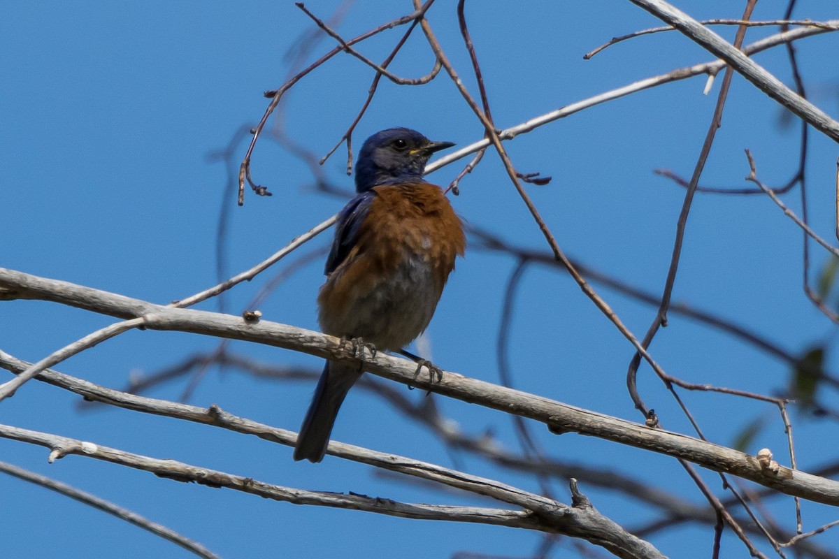 Western Bluebird - ML584487641