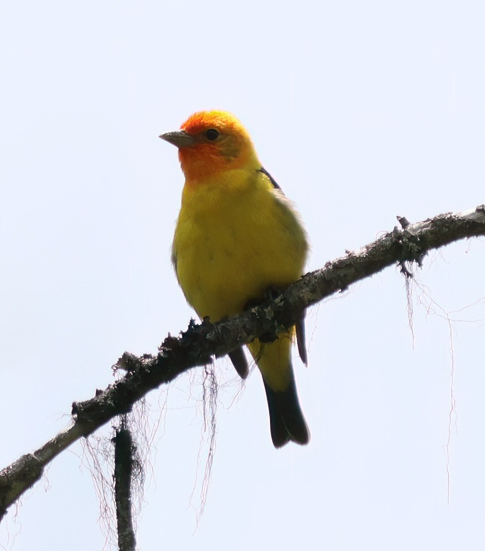 Western Tanager - ML584489681