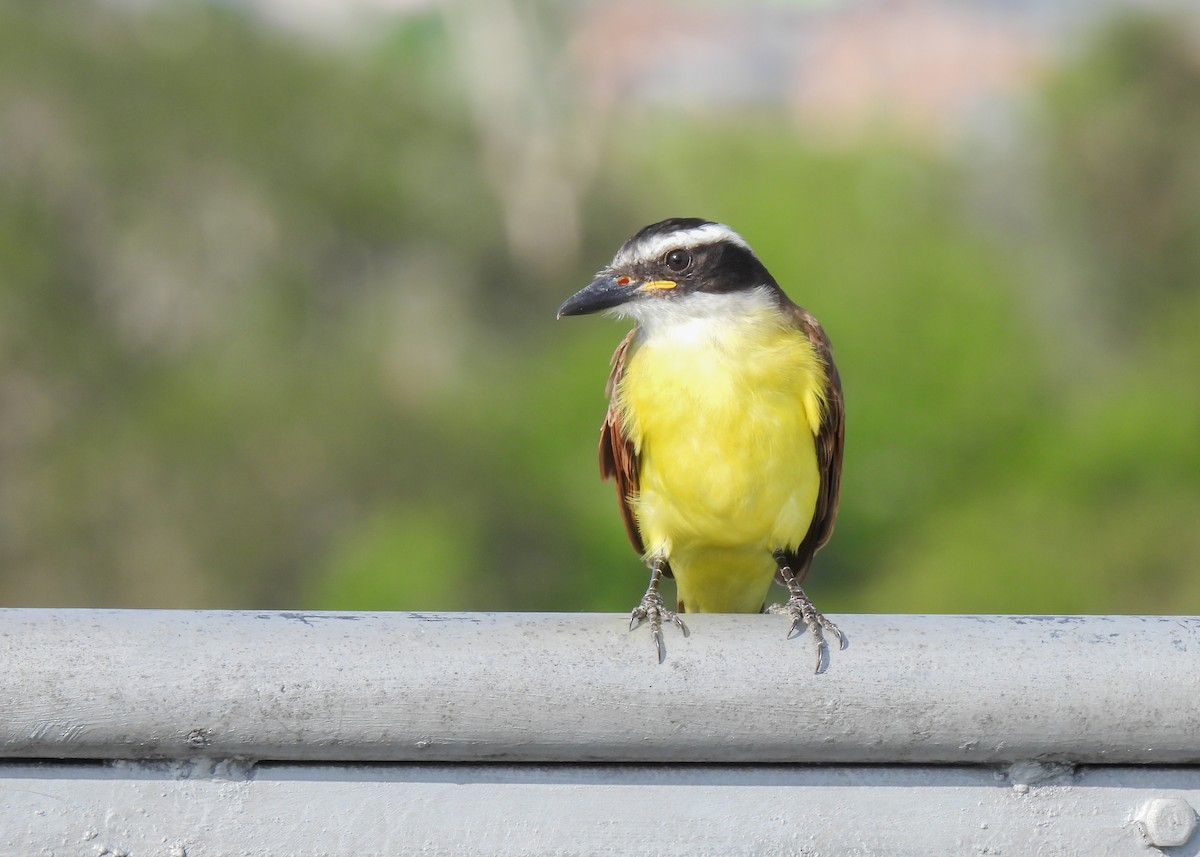 Great Kiskadee - Arthur Gomes