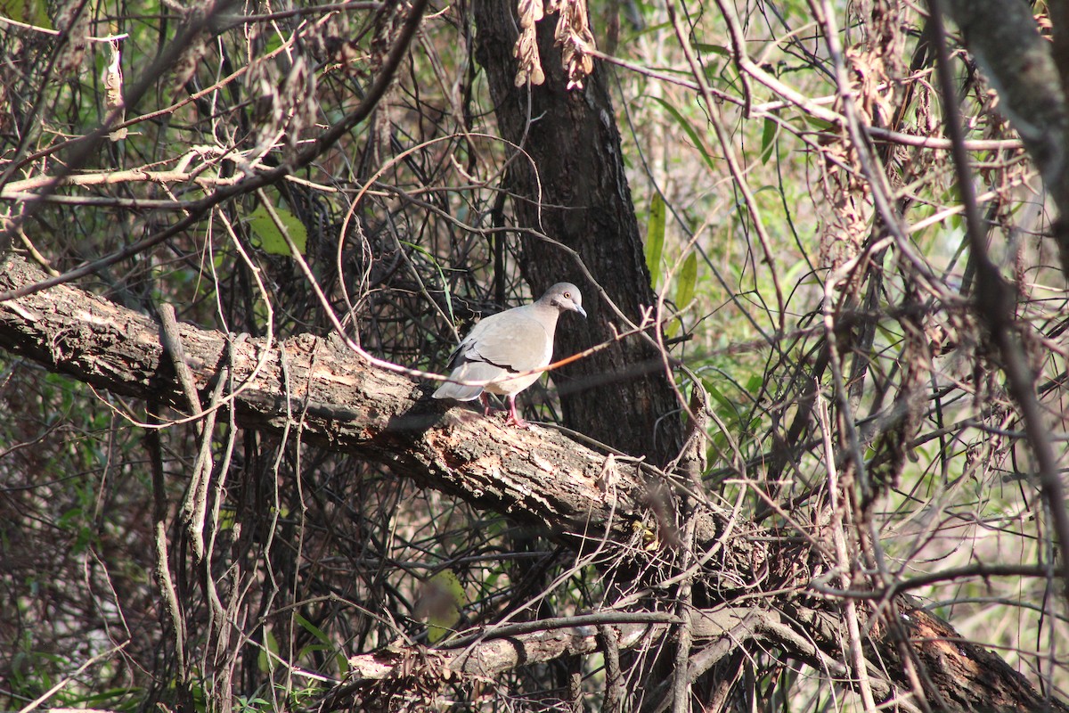 White-tipped Dove - ML584491351