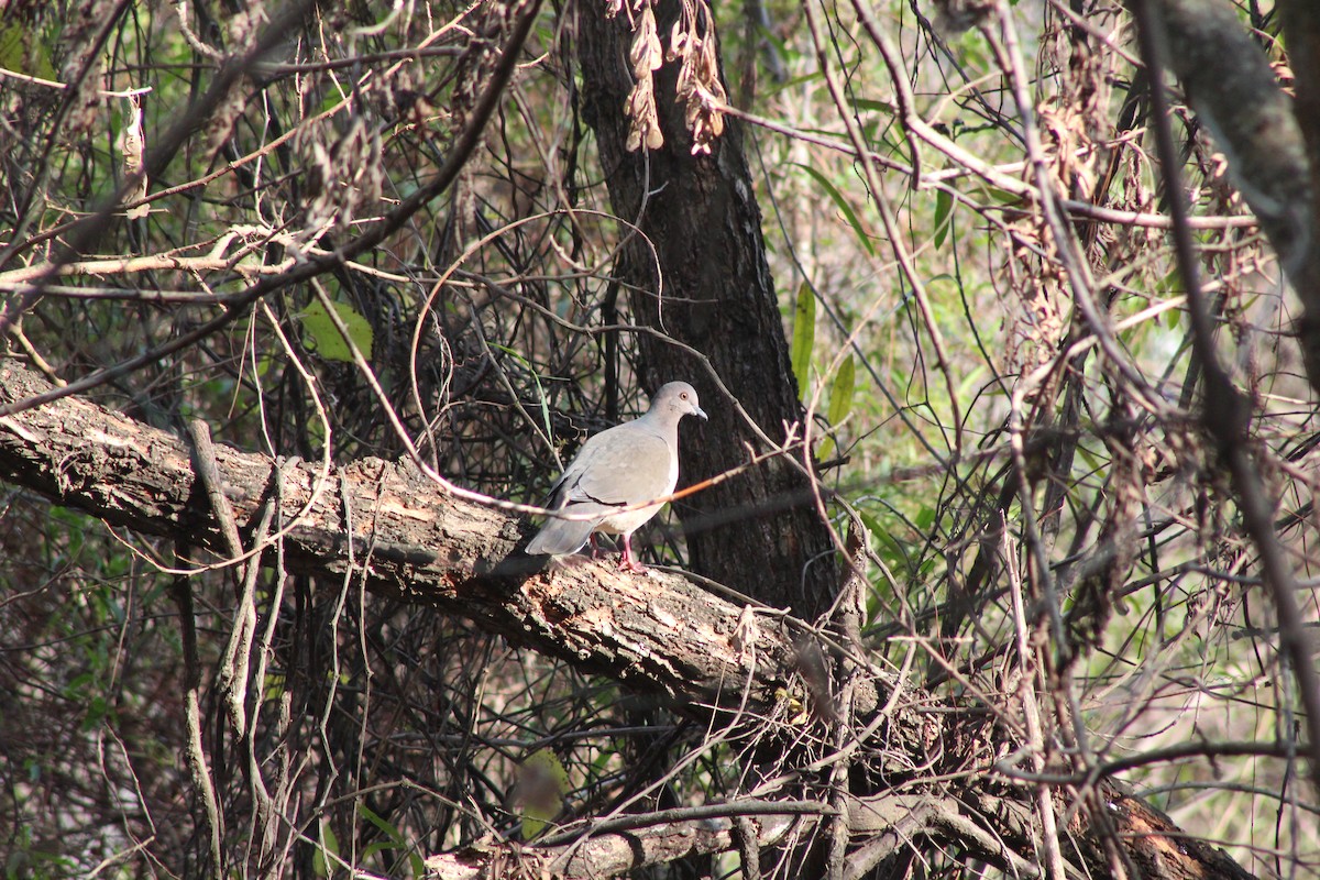 White-tipped Dove - ML584491391