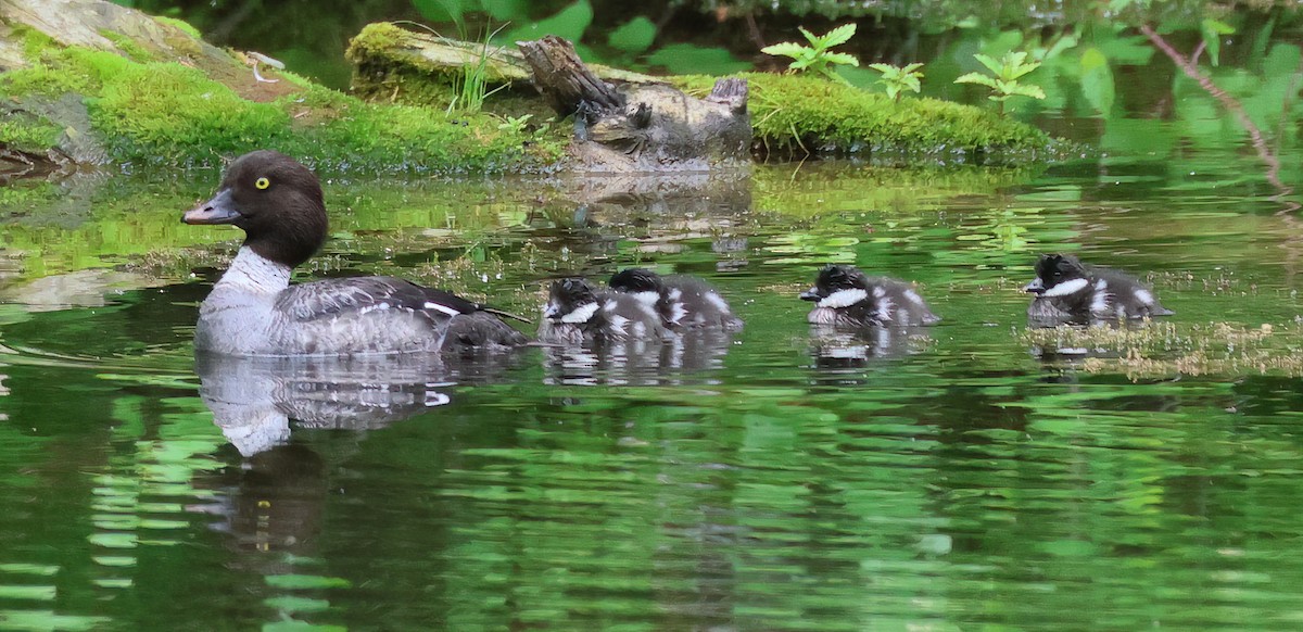 Barrow's Goldeneye - ML584491891