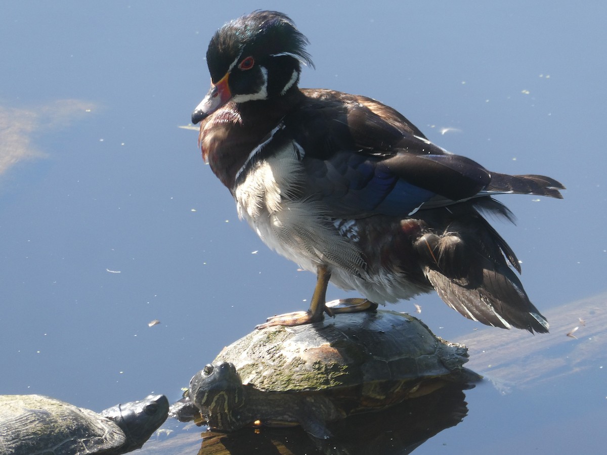 Wood Duck - Eric Schomaker