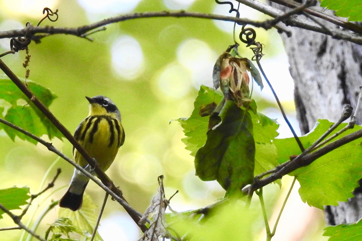 Magnolia Warbler - Katrina Rakowski