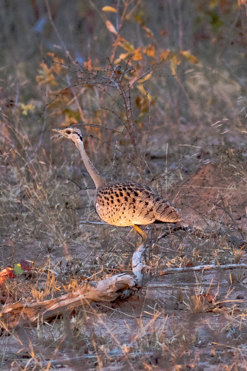 Black-bellied Bustard - ML584495041