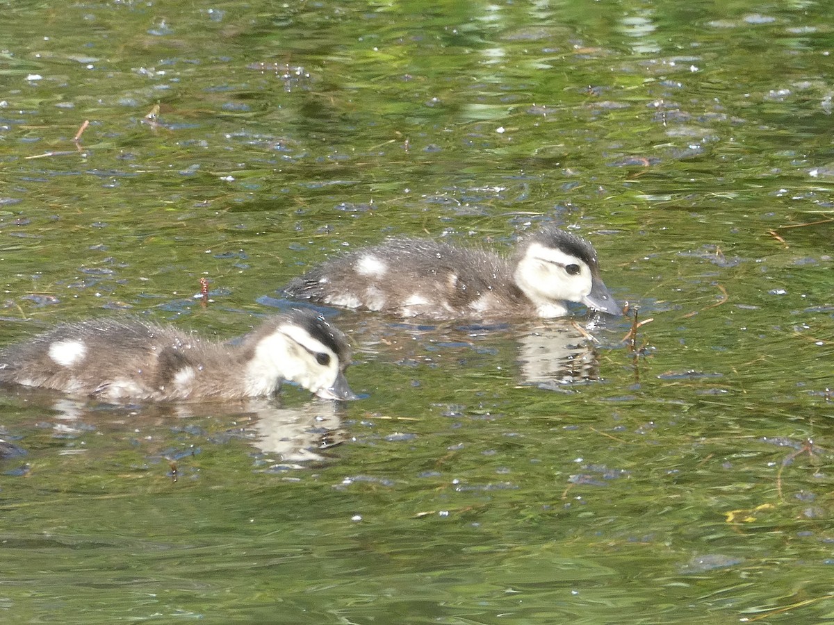 Wood Duck - ML584496051