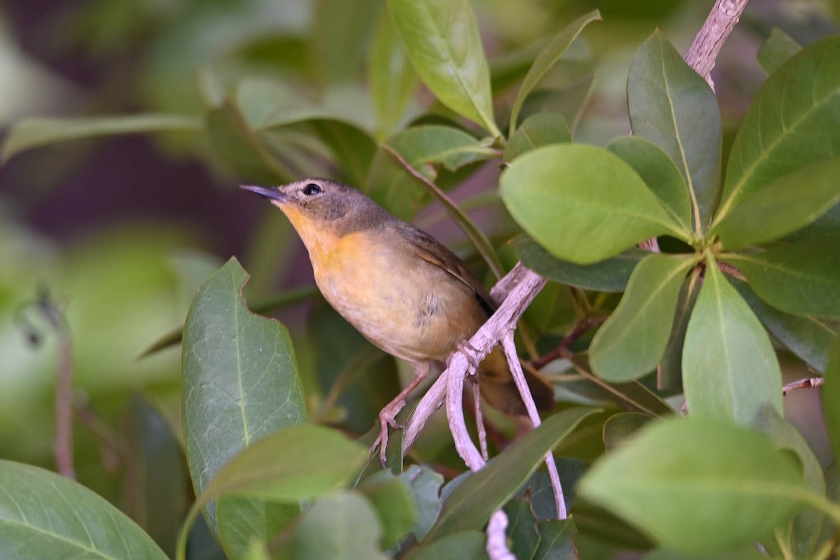 Common Yellowthroat - Marla Hibbitts