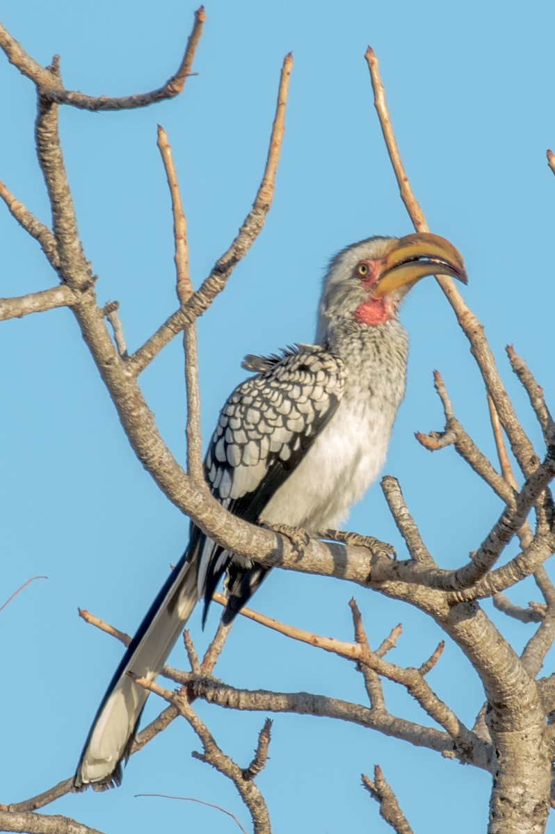 Southern Yellow-billed Hornbill - ML584496491