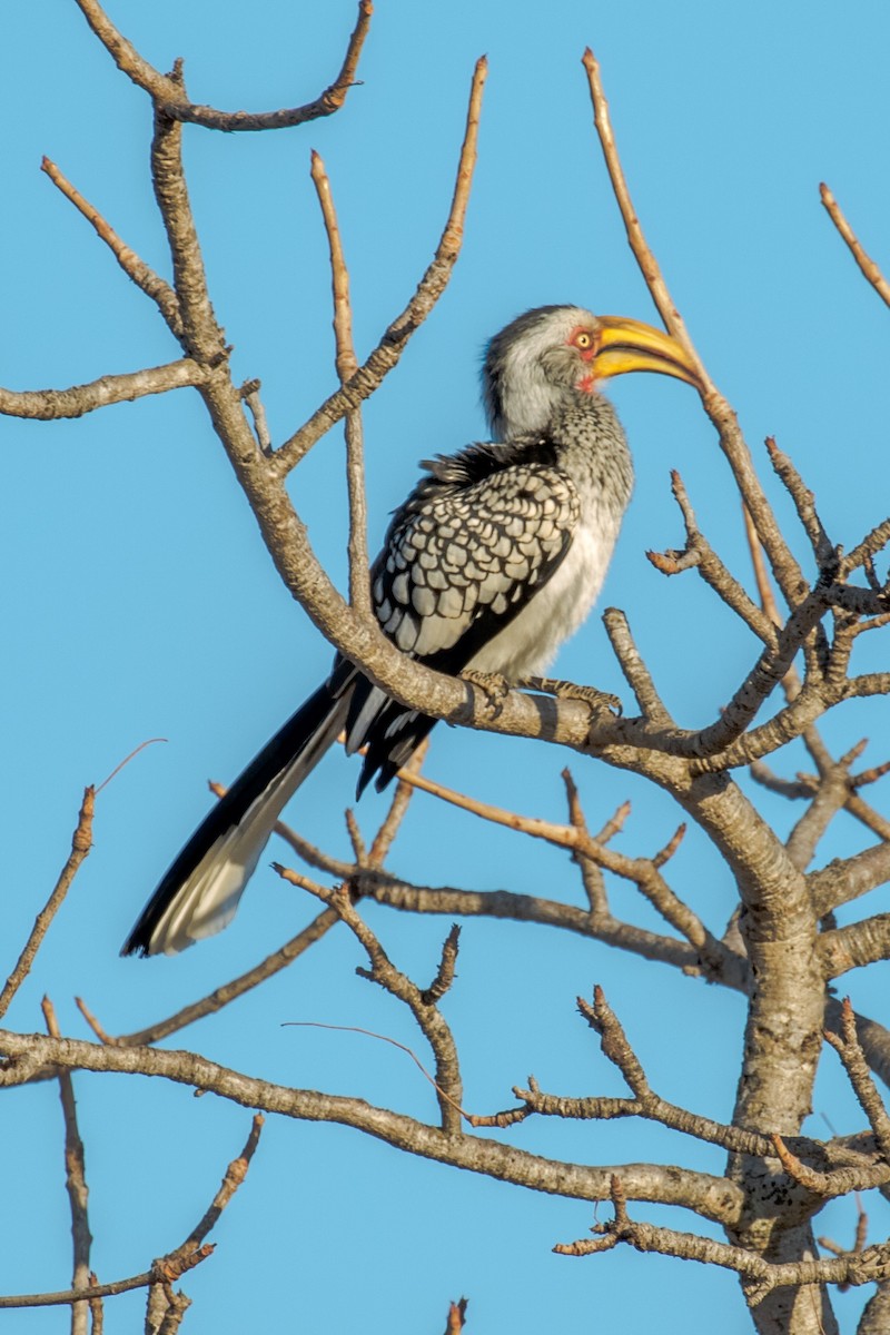 Southern Yellow-billed Hornbill - ML584496501
