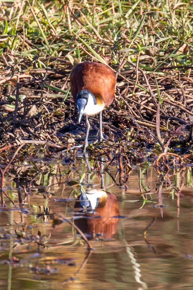 African Jacana - ML584496521