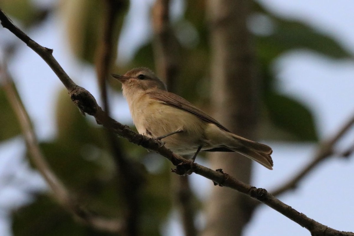 Warbling Vireo (Eastern) - ML584496641