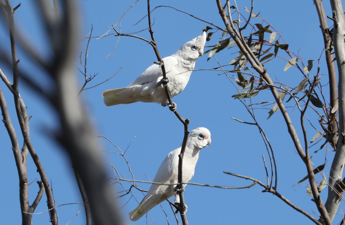 Cacatúa Sanguínea - ML584497361