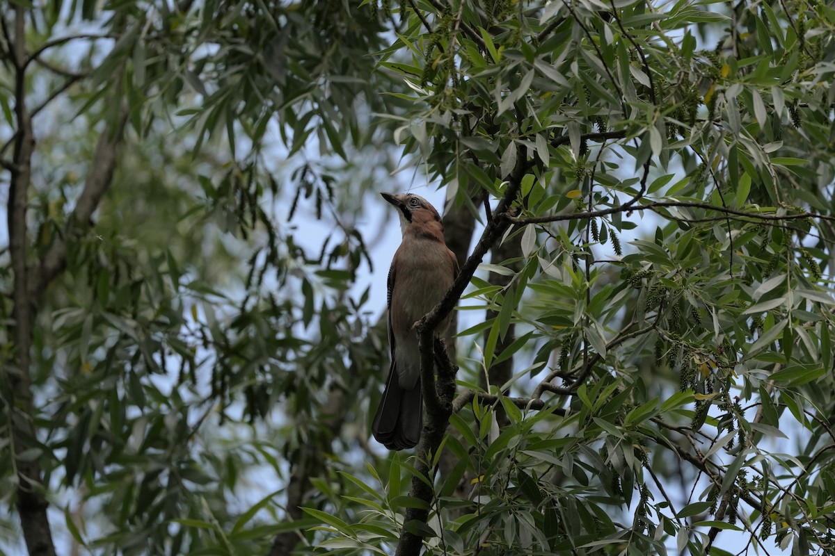 Eurasian Jay - Nicola Marchioli