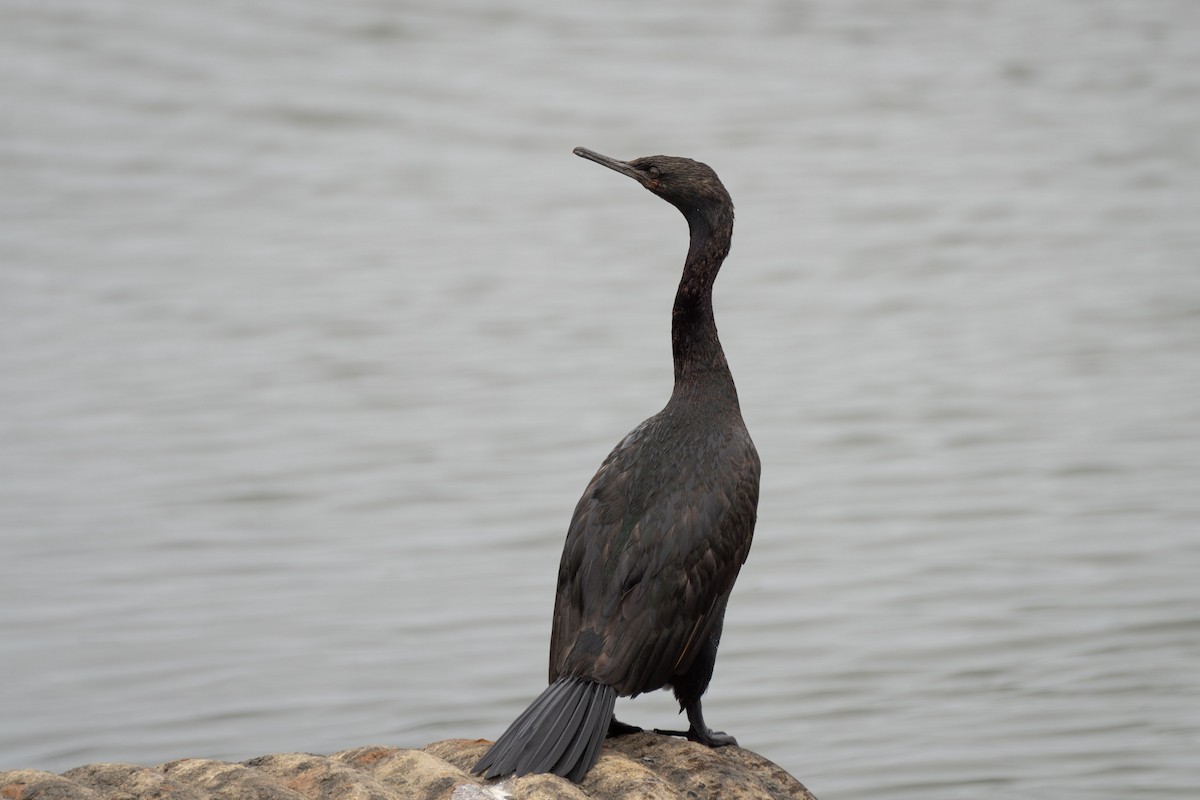 Pelagic Cormorant - ML584499051