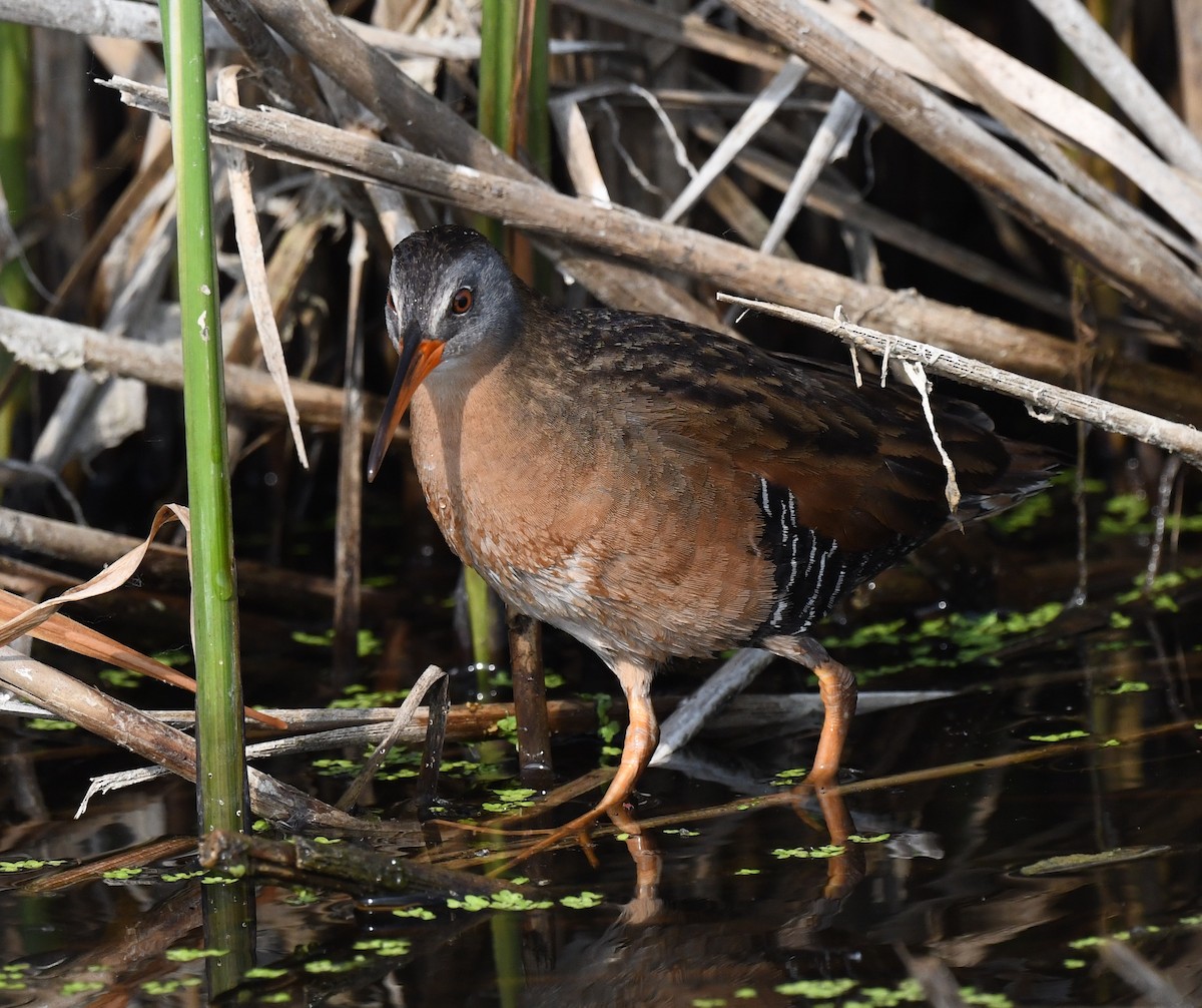 Virginia Rail - ML584499111