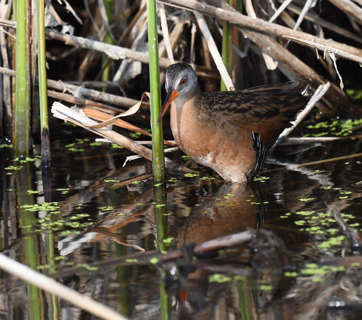 Virginia Rail - ML584499191