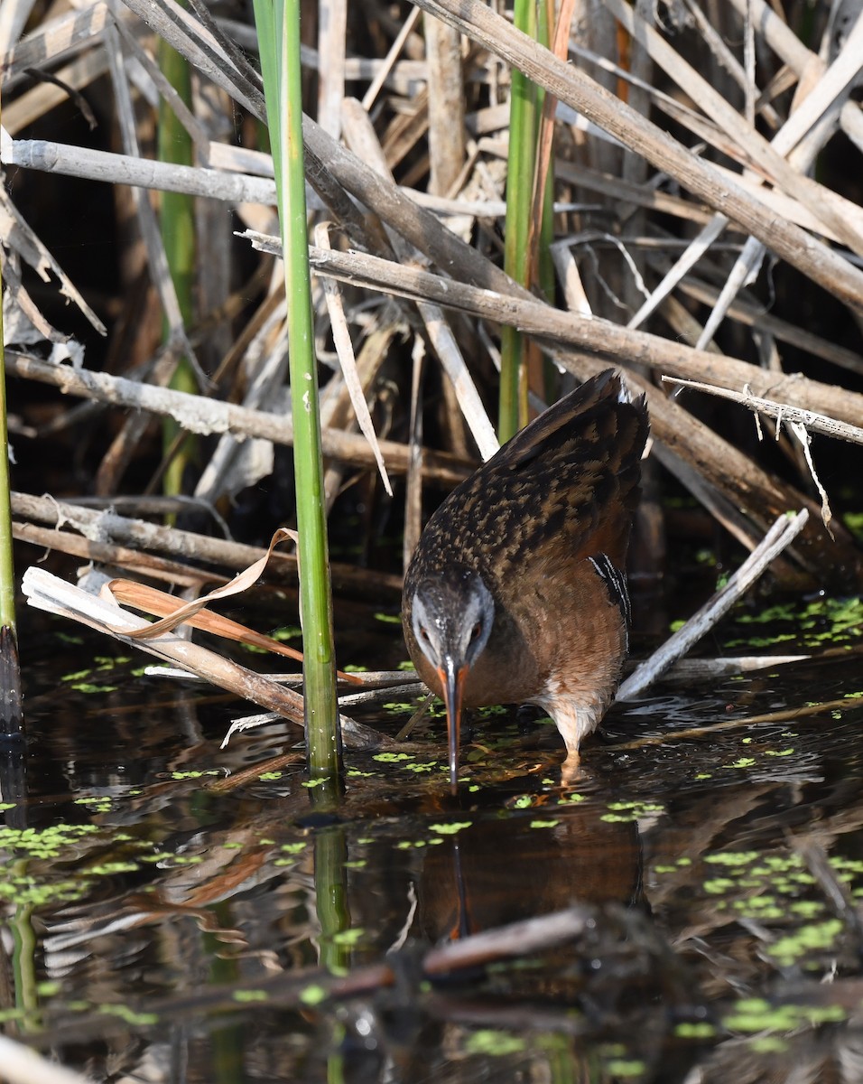 Virginia Rail - Kristen Cart