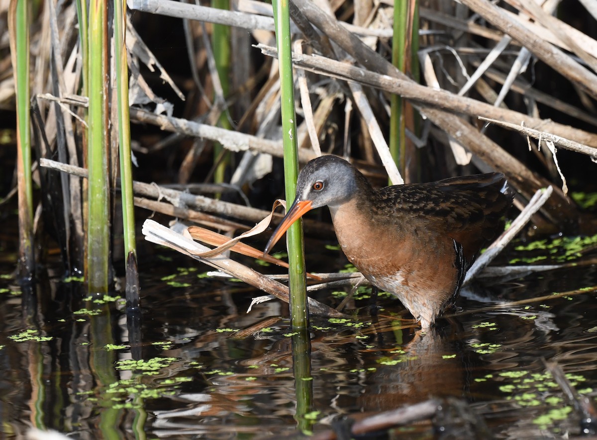 Virginia Rail - ML584499221