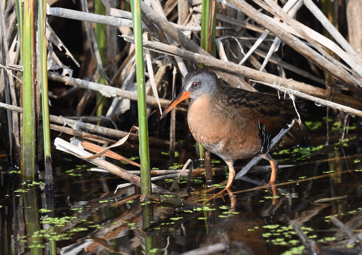 Virginia Rail - ML584499231