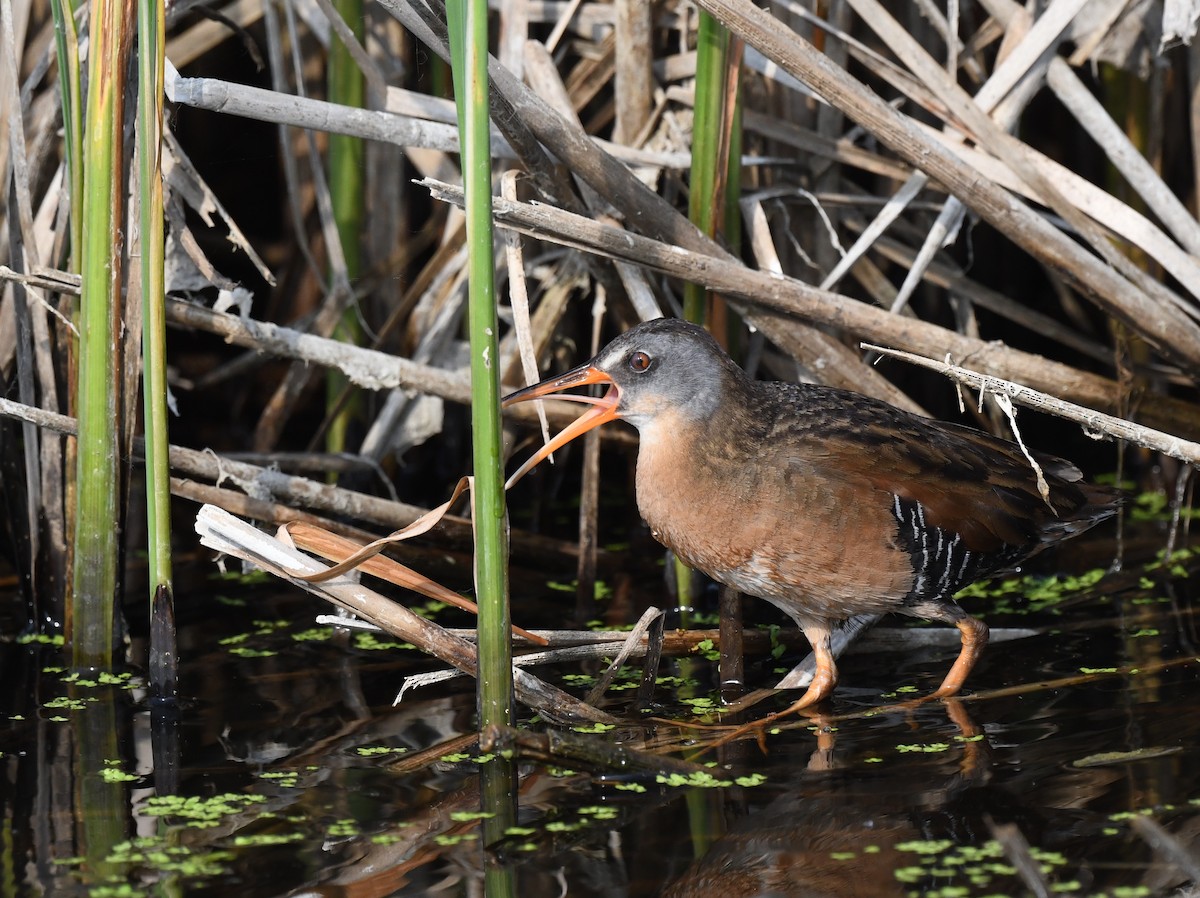 Virginia Rail - ML584499241