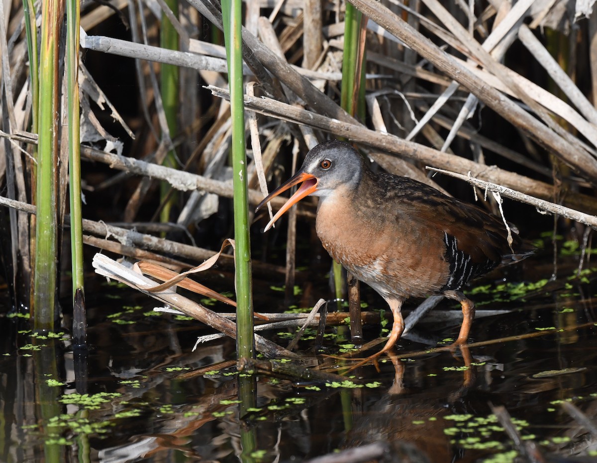 Virginia Rail - ML584499261