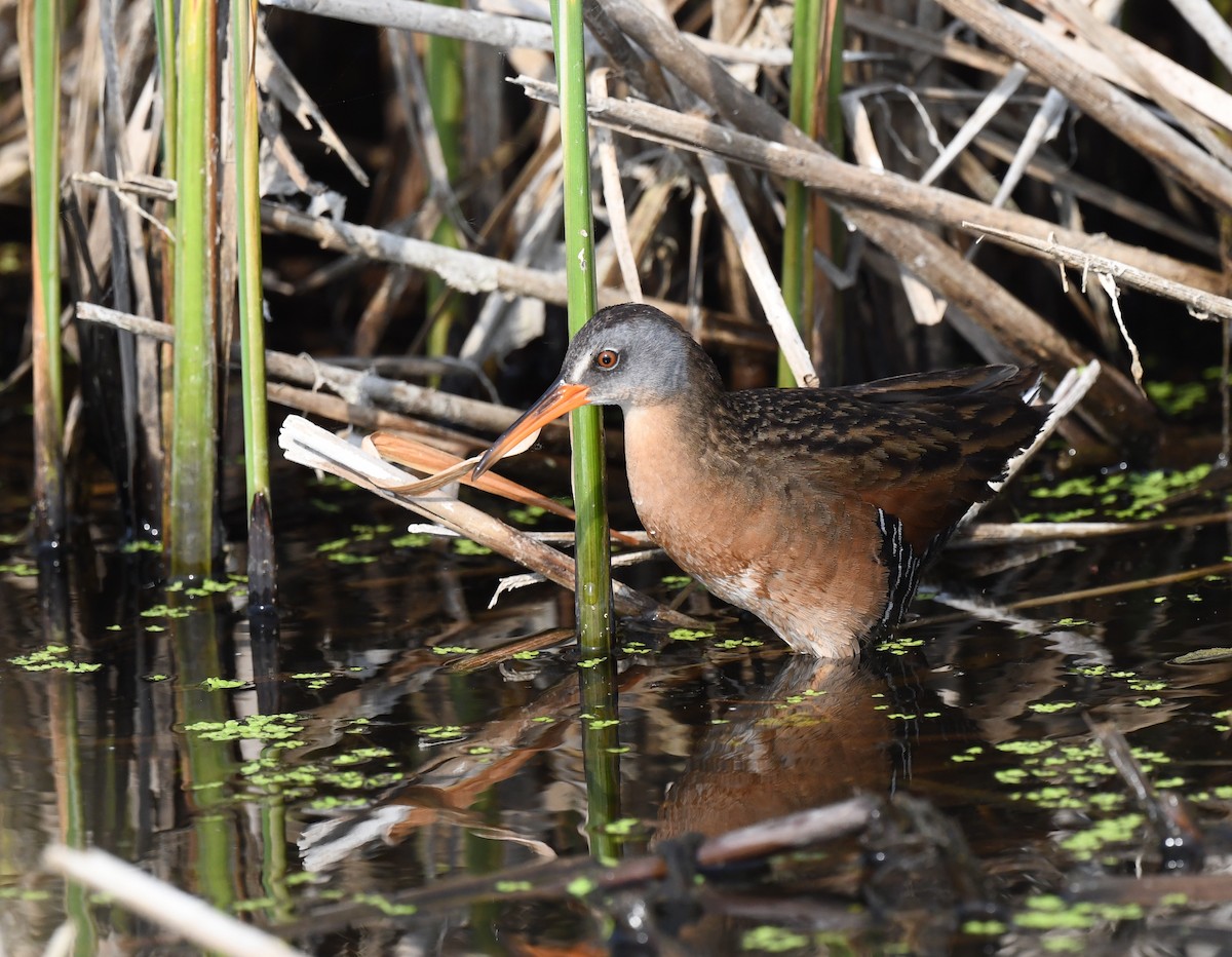 Virginia Rail - ML584499271