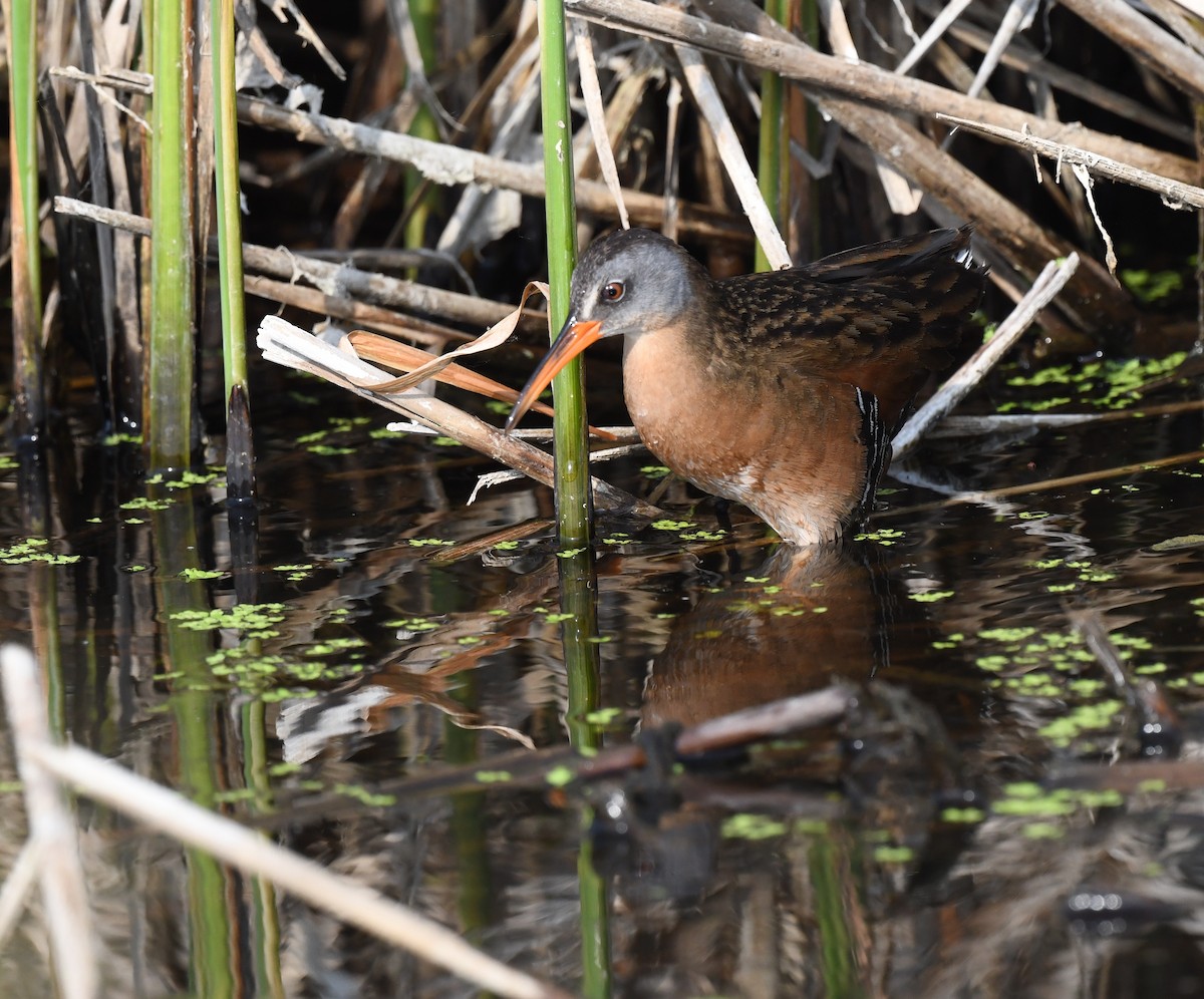 Virginia Rail - ML584499281