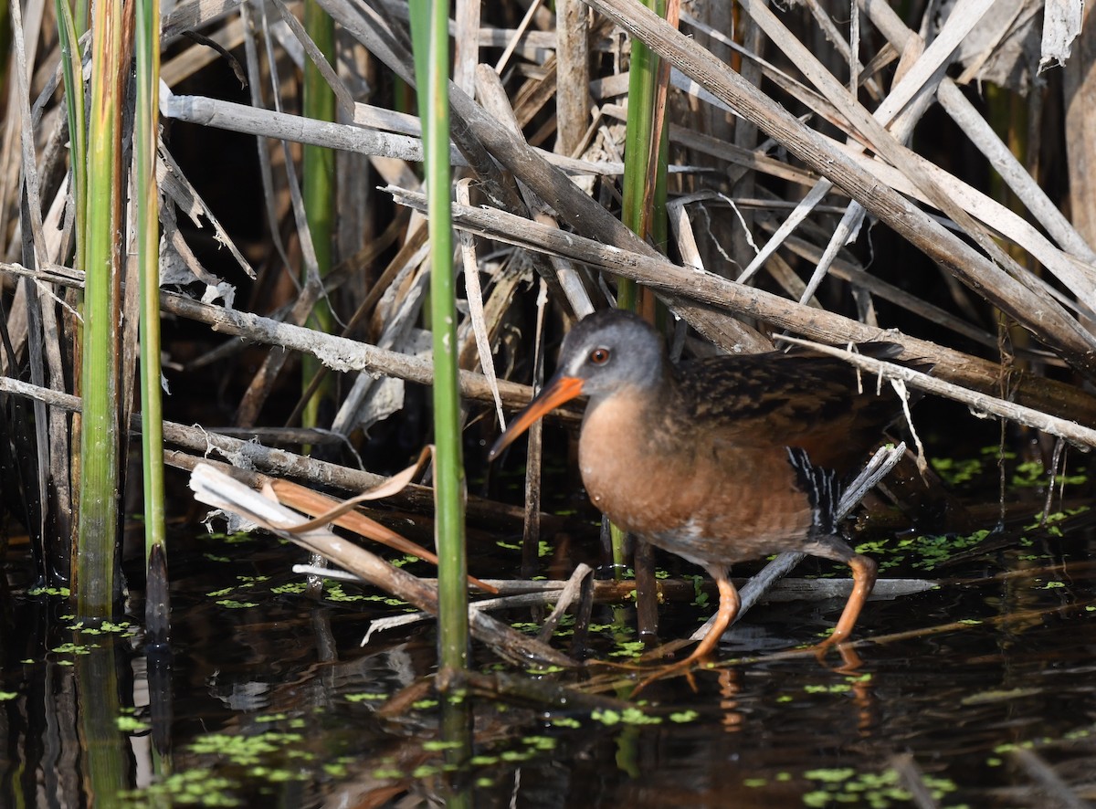 Virginia Rail - ML584499291